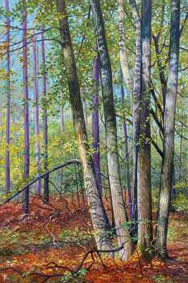 Playing with the Light. Early Autumn in Swinley Forest. 2022